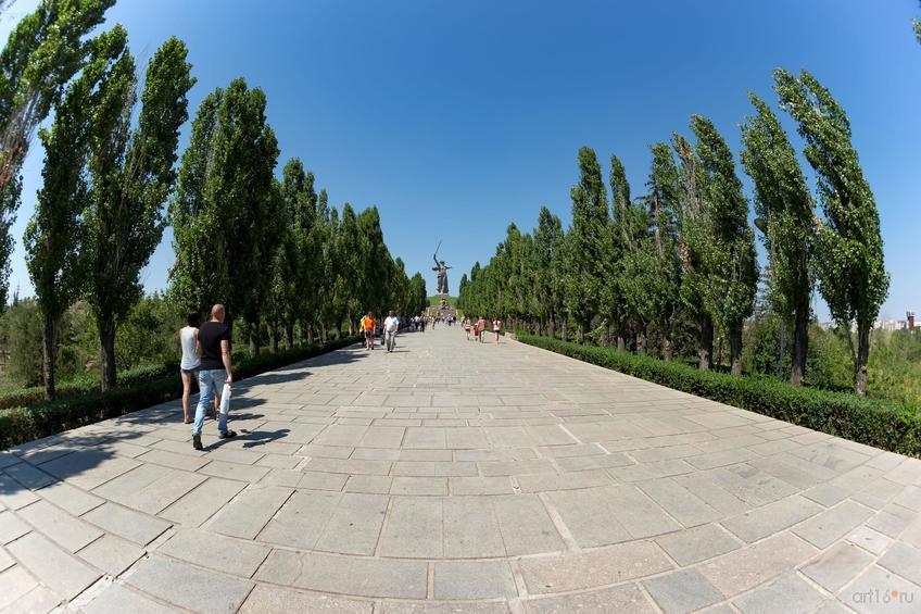 Фото №858493. Аллея пирамидальных тополей. Мамаев курган, август 2015