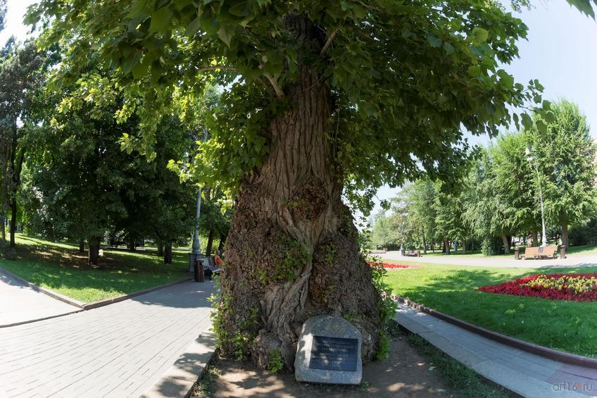 Фото №858871. То́поль на пло́щади Па́вших Борцо́в — исторический и природный памятник Волгограда