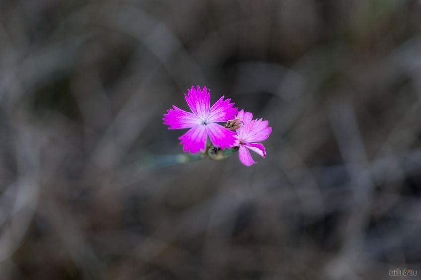 Фото №863123. Art16.ru Photo archive