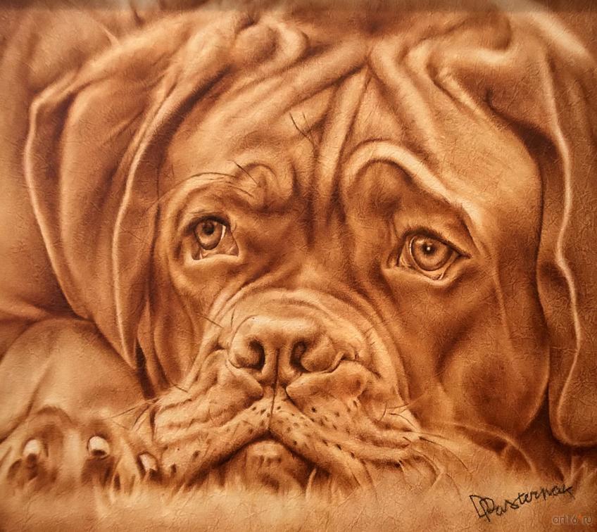 Фото №865570. Пес. Дмитрий Пастернак