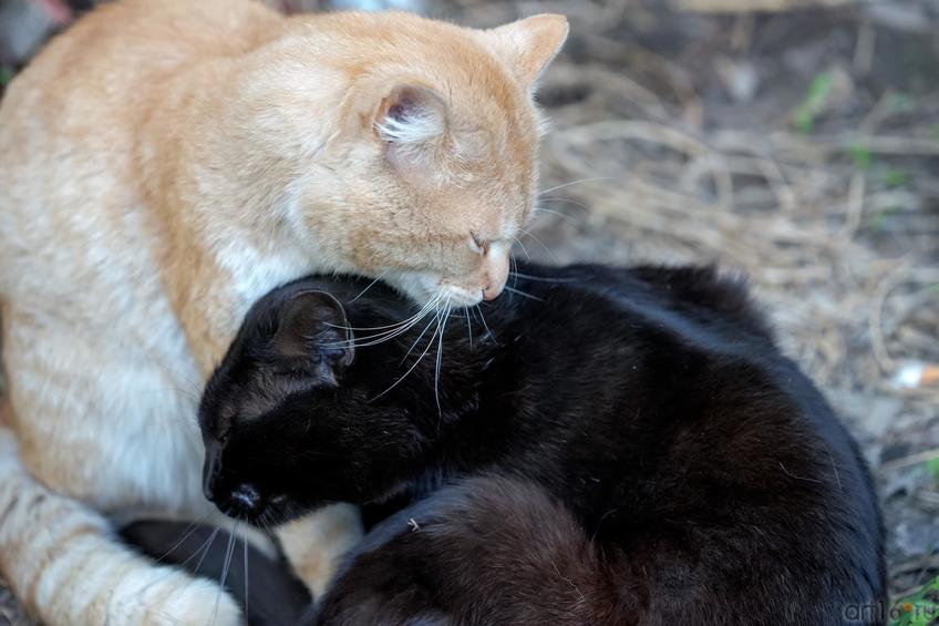 Фото №883010. Филимон и Карменсита