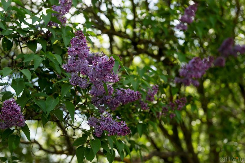 Фото №888047. Сирень