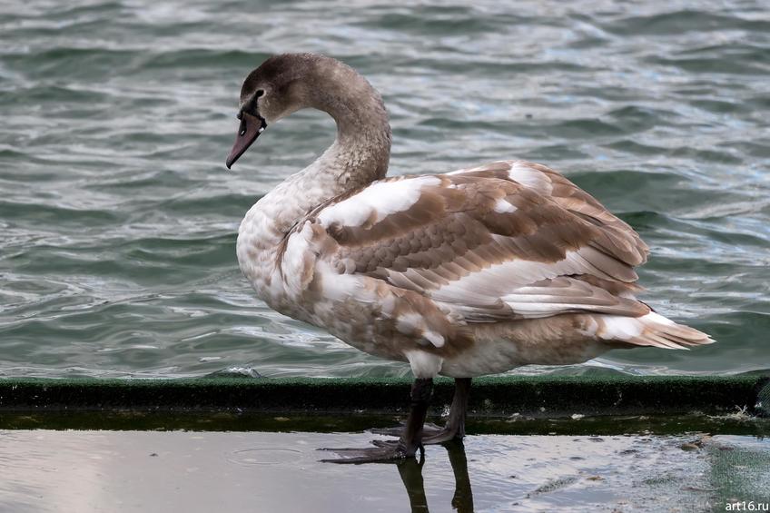 Фото №898716. Лебеденок. Озеро Нижний Кабан, октябрь 2016
