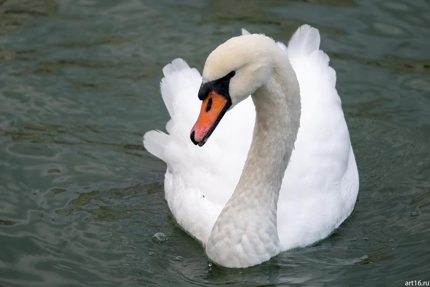Фото №898720. Лебедь. Озеро Нижний Кабан, октябрь 2016