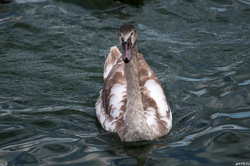 Фото №898724. Молодой лебедь. Озеро Нижний Кабан, октябрь 2016