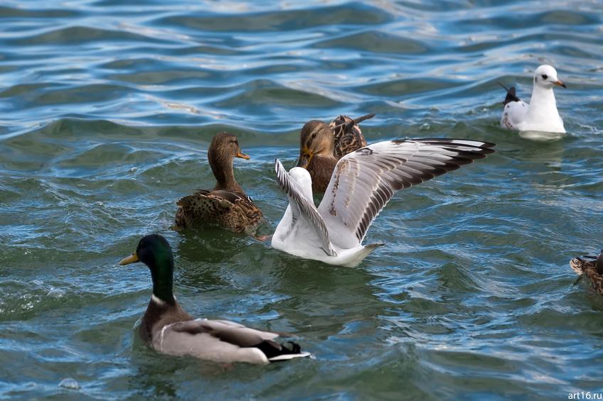 Фото №898728. Утки, чайки. Озеро Нижний Кабан, октябрь 2016