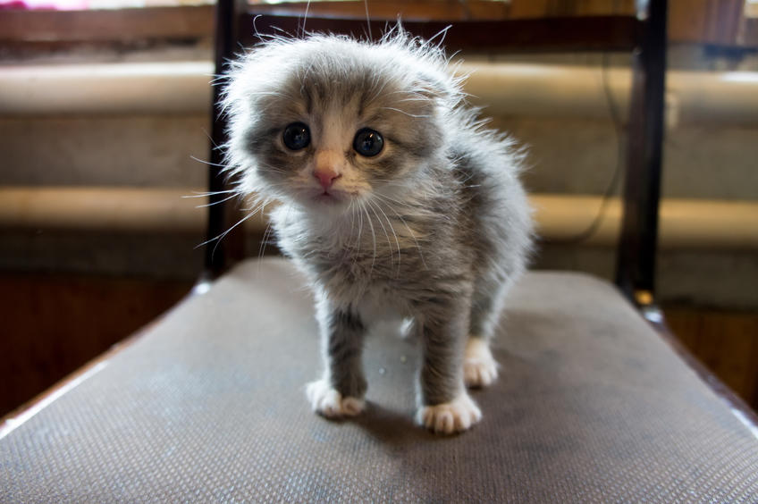 Фото №902606. Гектор