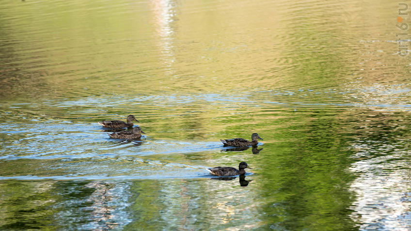 Фото №933974. Утки