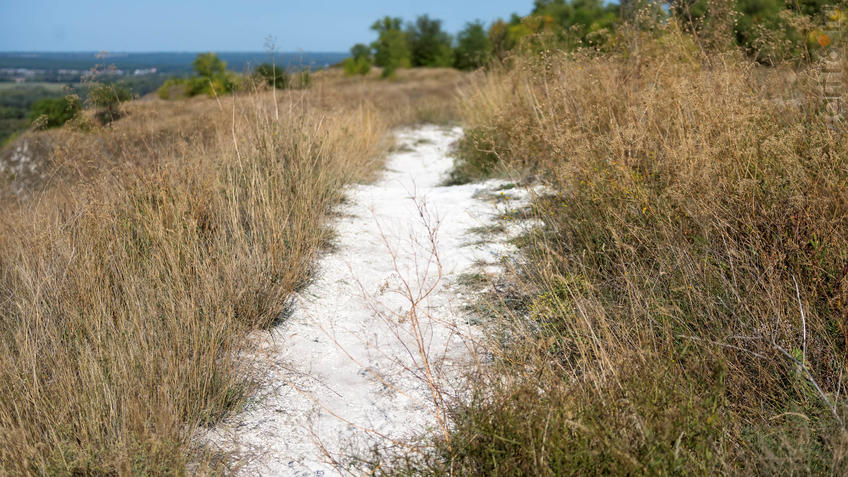 Фото №935247.  Меловая тропинка. Участовк воссозданной степи