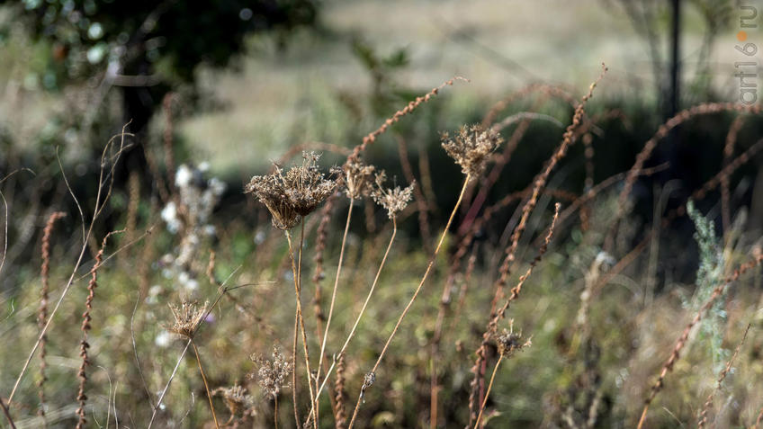Фото №935472. Флора Дивногорья