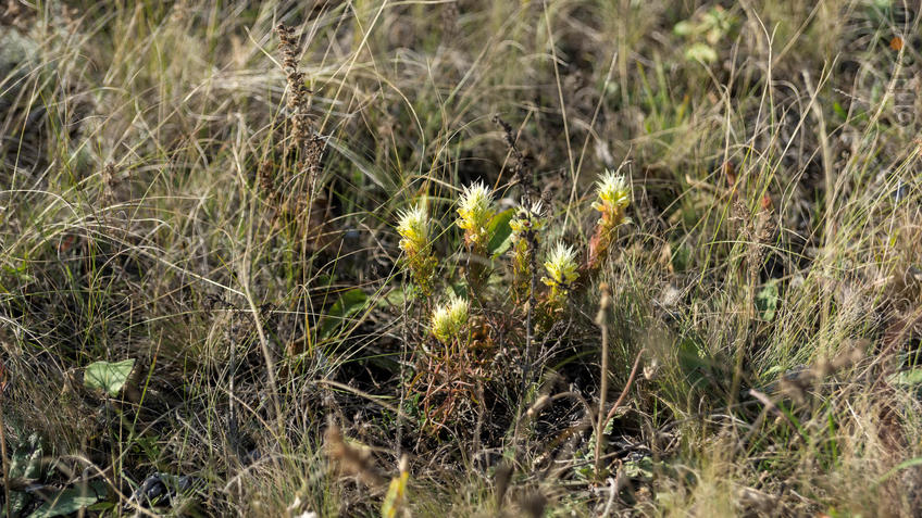 Фото №935492. Флора Дивногорья