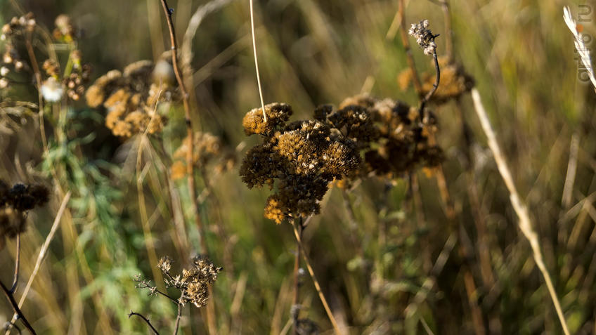Фото №935497. Флора Дивногорья