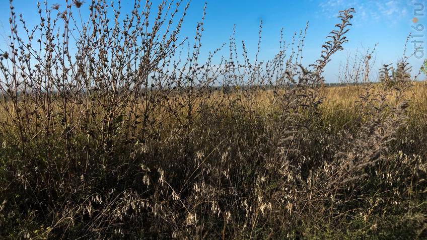 Фото №935507. Степь Дивногорья