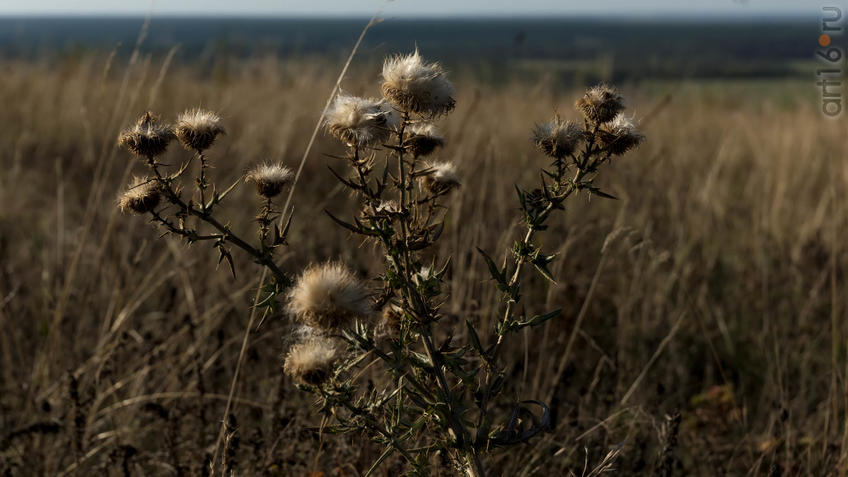 Фото №935517. Флора Дивногорья