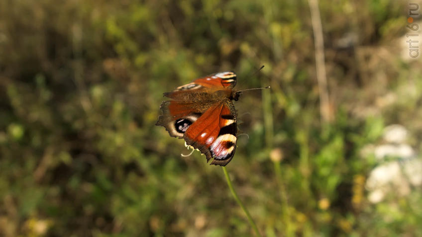 Фото №935617. Павлиний глаз