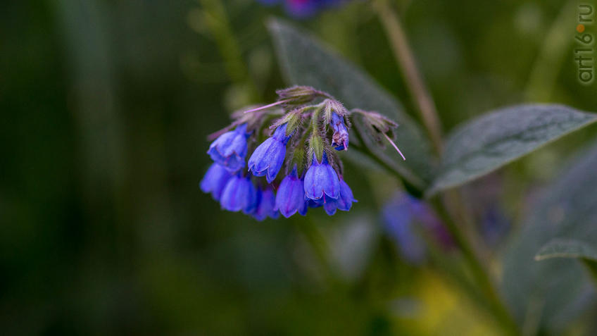 Фото №945083. Око́пник (лат. Sýmphytum) — род многолетних лесных травянистых растений семейства Бурачниковые (Boraginaceae)