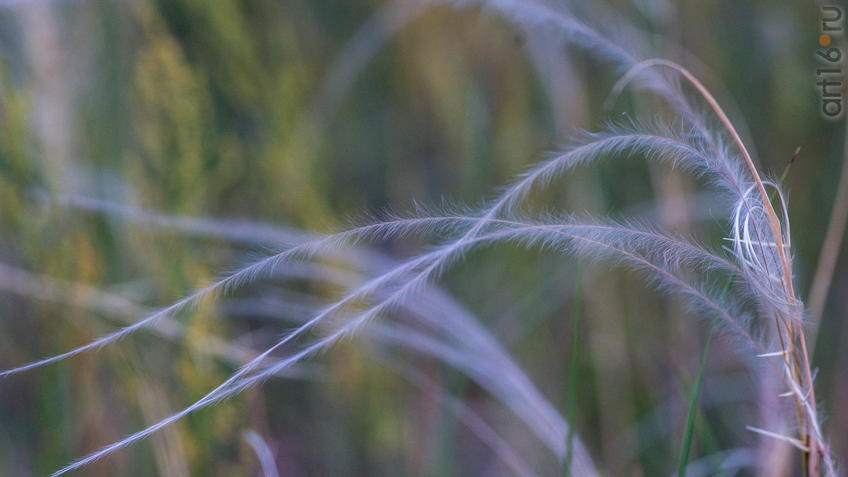 Фото №945088. Ковыль
