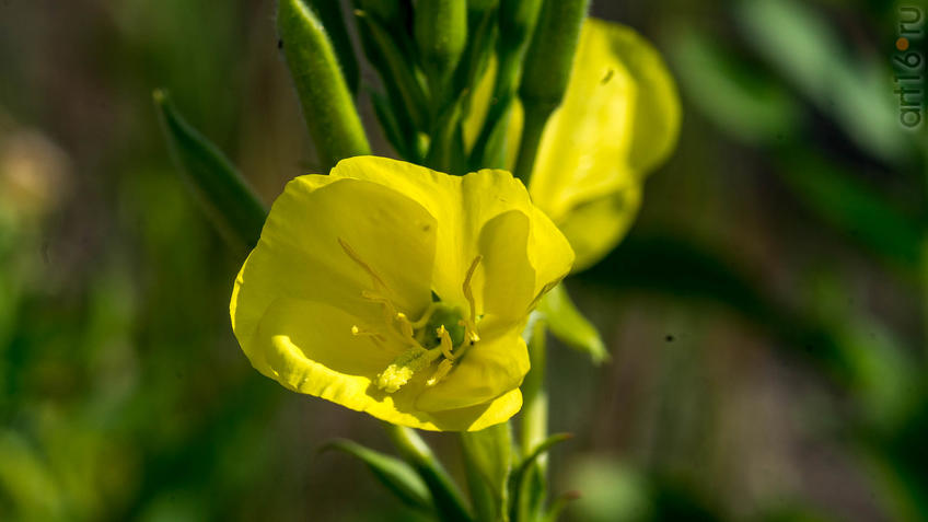 Фото №945098. Ослинник, или Энотера, Ночная свеча (лат. Oenothéra)