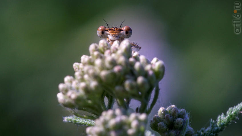 Фото №945103. Стрекоза на соцветии Тысячелистника
