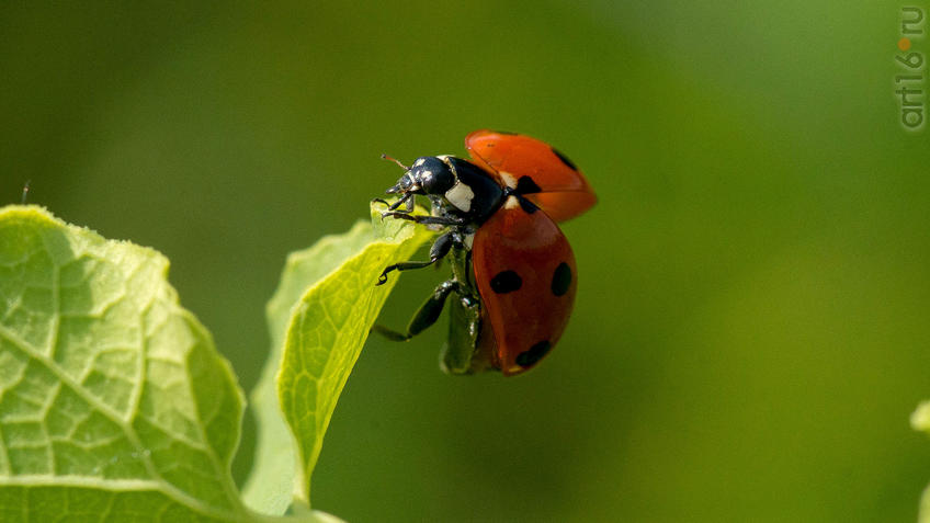 Фото №945113. Божья коровка (Коровка изменчивая (лат. Hippodamia variegata)