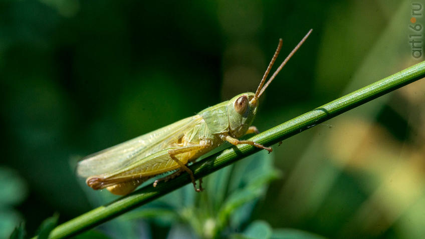 Фото №945118. Кузнечик зеленый