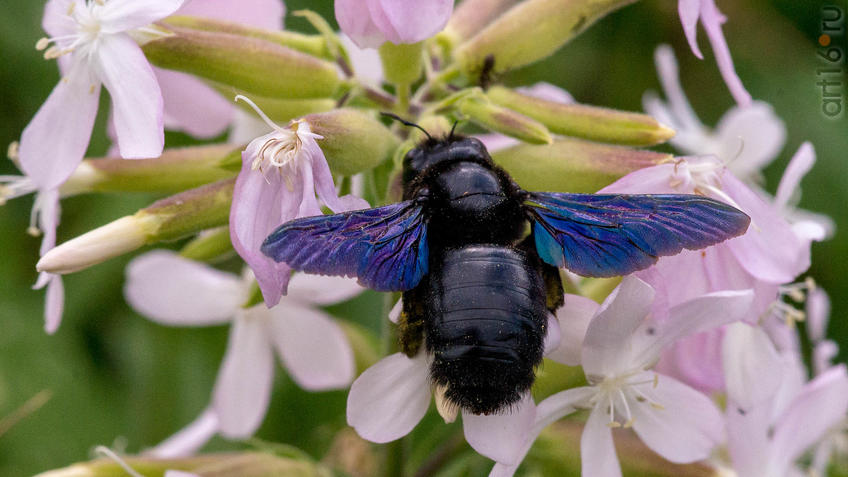 Фото №945138. Шмель-пло́тник фиоле́товый] (лат. Xylocopa violacea) на соцветии  Мыльнянки