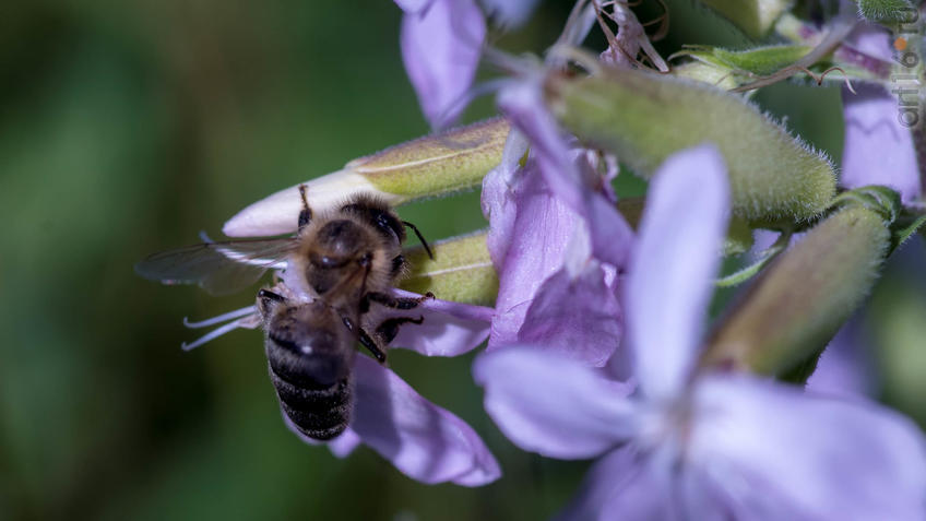 Фото №945158. Черная оса (?) ( дорожная оса, семейства Pompilidae)