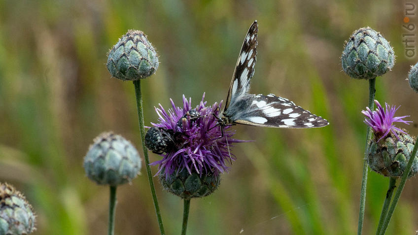 Фото №945193. Пестроглазка галатея (лат. Melanargia galathea Linnaeus, 1767) — вид дневных бабочек из семейства Бархатниц