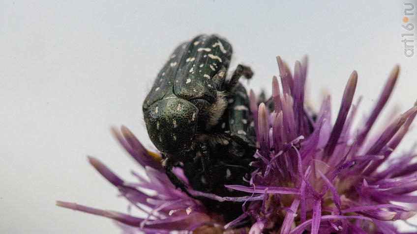 Фото №945198. Бронзовка мохнатая, олёнка (Tropinota hirta). Самец и самка