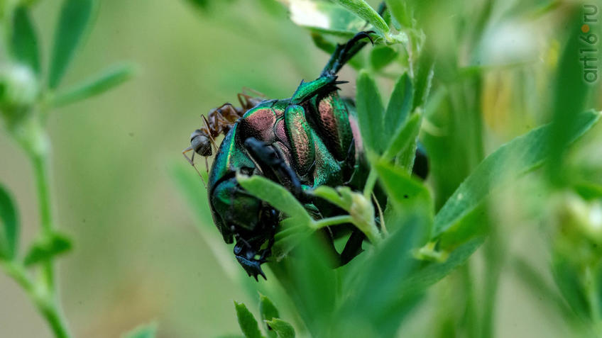 Фото №945208. Муравей оттопыривает Золотистую бронзовку (лат. Cetonia aurata)