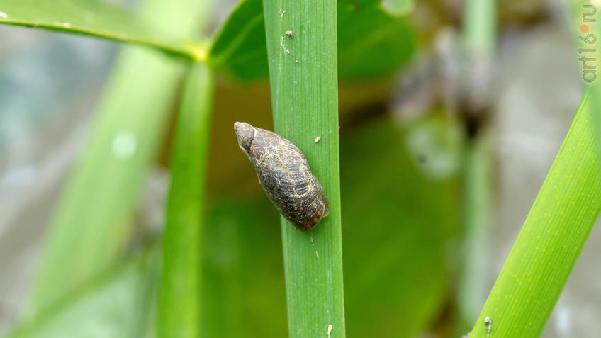 Фото №945258. Малая улитка прудовик