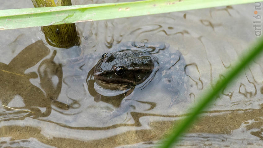 Фото №945263. Обитатель прудов и рек  - лягушка