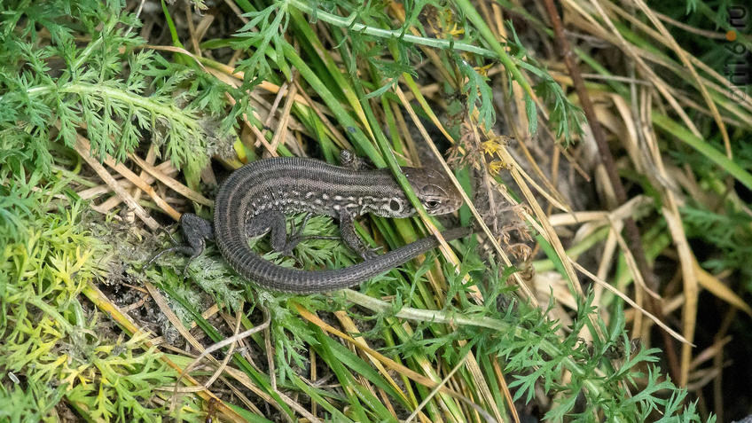 Фото №945328. Ящерица