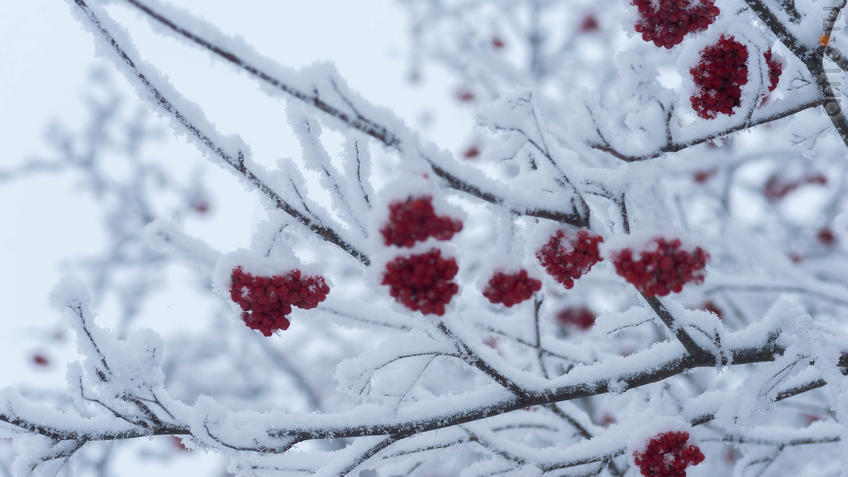 Фото №950988. Art16.ru Photo archive