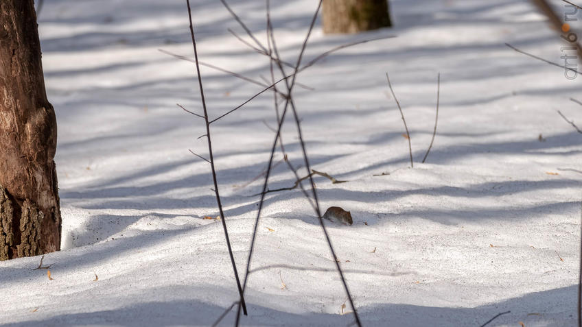 Фото №956338. Art16.ru Photo archive