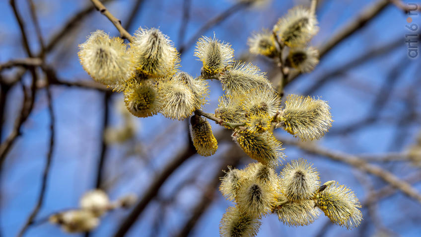 Фото №956900. Цветение Ивы