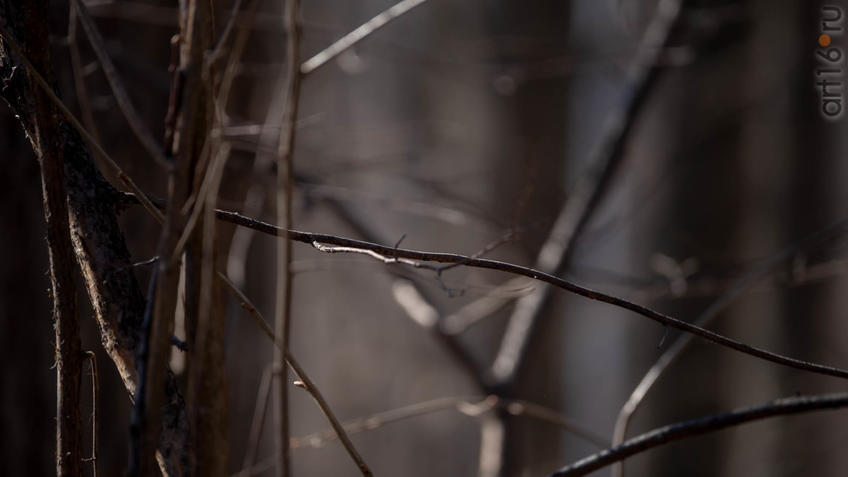 Фото №956911. Весеннее пробуждение природы