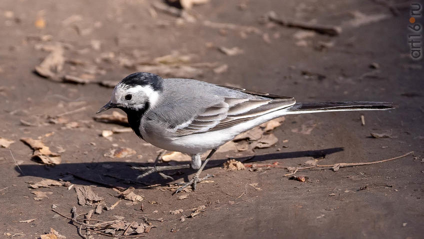 Фото №956921. Белая трясогузка