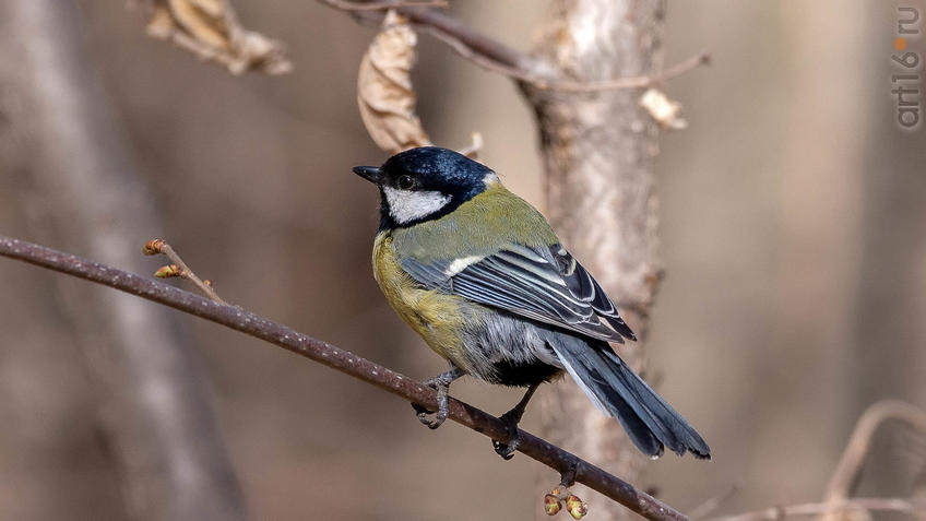 Фото №956931. Большая синица (Parus major) - хищник