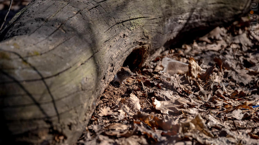 Фото №956946. Рыжая полевка - самый многочисленный грызун в лесах средней полосы России