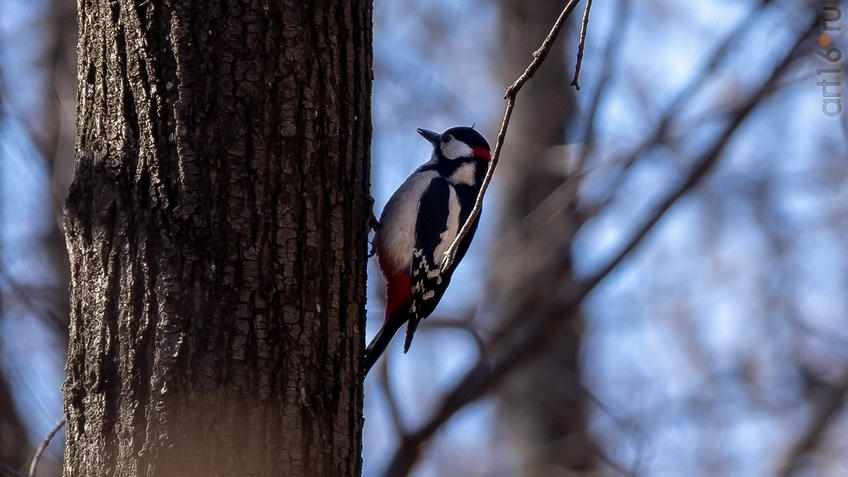 Фото №956956. Большой пестрый дятел (Dendrocopos major)