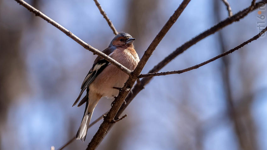 Фото №956961. Зяблик (Fringílla coélebs)