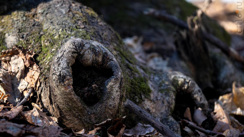 Фото №956966. Дупло