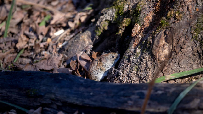 Фото №956976. Рыжая полевка