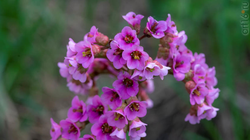 Фото №958153. Art16.ru Photo archive