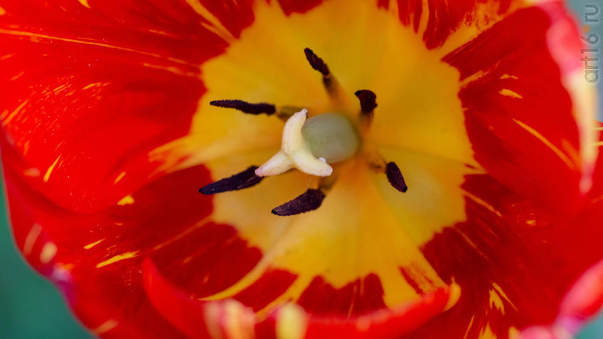 Фото №958174. Art16.ru Photo archive