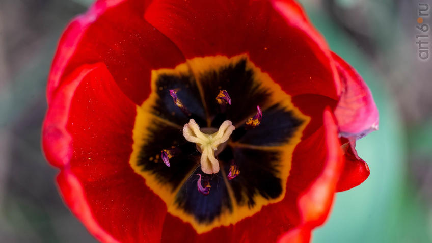 Фото №958179. Art16.ru Photo archive