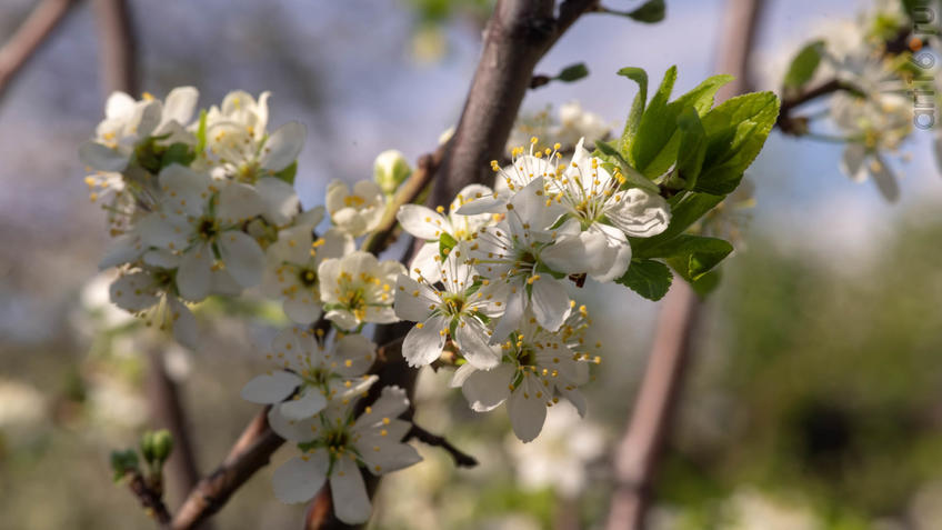 Фото №958204. Art16.ru Photo archive