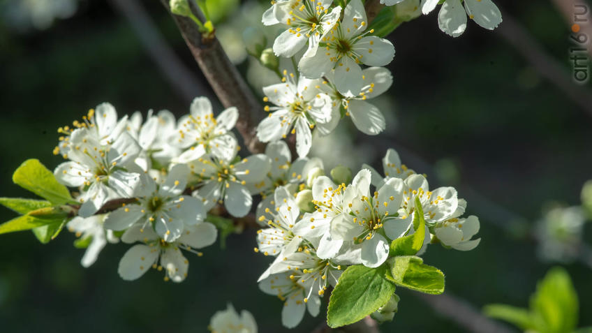 Фото №958209. Art16.ru Photo archive