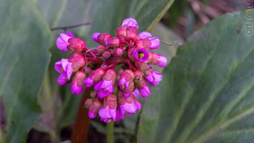 Фото №958229. Art16.ru Photo archive